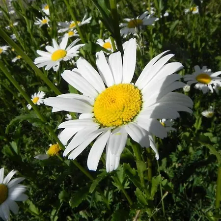 Apartament Haus Nordlicht *bi A Maln*